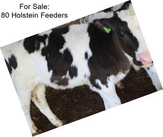 For Sale: 80 Holstein Feeders