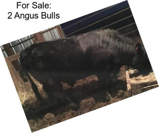 For Sale: 2 Angus Bulls