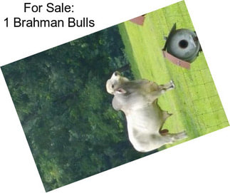 For Sale: 1 Brahman Bulls