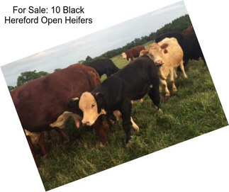 For Sale: 10 Black Hereford Open Heifers