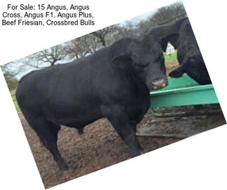 For Sale: 15 Angus, Angus Cross, Angus F1, Angus Plus, Beef Friesian, Crossbred Bulls