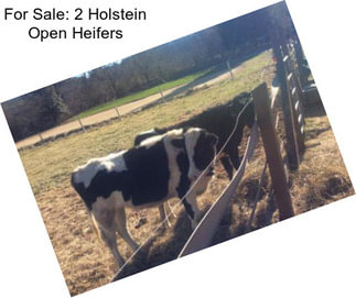 For Sale: 2 Holstein Open Heifers