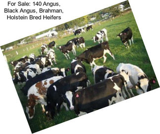For Sale: 140 Angus, Black Angus, Brahman, Holstein Bred Heifers