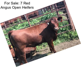 For Sale: 7 Red Angus Open Heifers