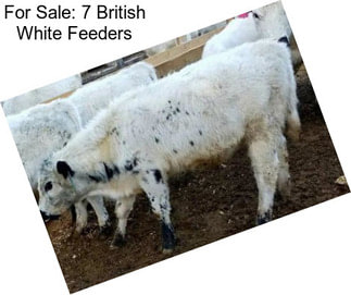 For Sale: 7 British White Feeders