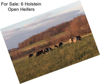 For Sale: 6 Holstein Open Heifers