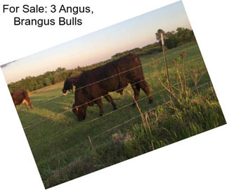 For Sale: 3 Angus, Brangus Bulls