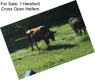 For Sale: 1 Hereford Cross Open Heifers