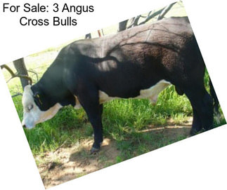 For Sale: 3 Angus Cross Bulls