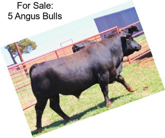 For Sale: 5 Angus Bulls