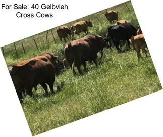 For Sale: 40 Gelbvieh Cross Cows