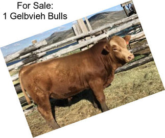 For Sale: 1 Gelbvieh Bulls