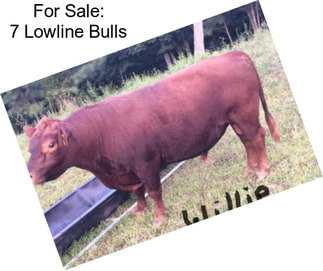 For Sale: 7 Lowline Bulls