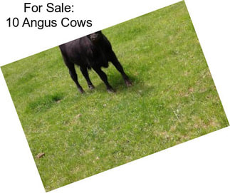 For Sale: 10 Angus Cows