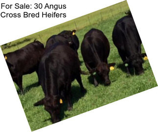 For Sale: 30 Angus Cross Bred Heifers