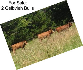 For Sale: 2 Gelbvieh Bulls