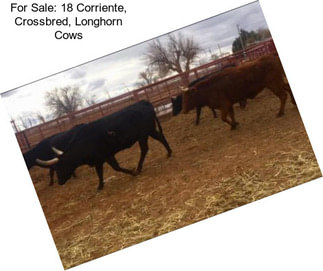 For Sale: 18 Corriente, Crossbred, Longhorn Cows