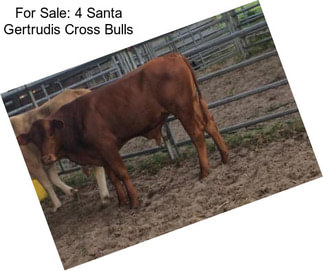 For Sale: 4 Santa Gertrudis Cross Bulls