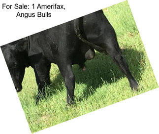 For Sale: 1 Amerifax, Angus Bulls