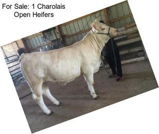 For Sale: 1 Charolais Open Heifers