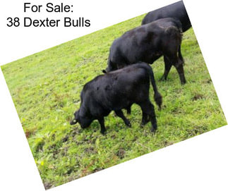 For Sale: 38 Dexter Bulls
