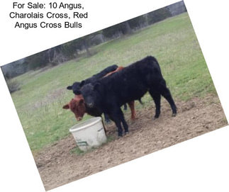 For Sale: 10 Angus, Charolais Cross, Red Angus Cross Bulls