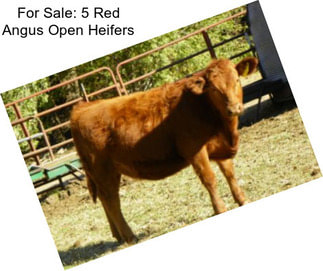 For Sale: 5 Red Angus Open Heifers