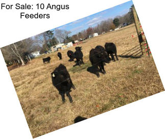 For Sale: 10 Angus Feeders