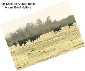 For Sale: 35 Angus, Black Angus Bred Heifers