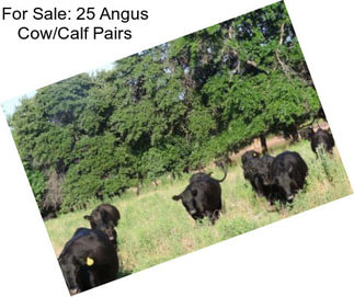 For Sale: 25 Angus Cow/Calf Pairs