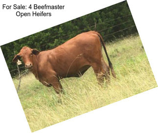 For Sale: 4 Beefmaster Open Heifers