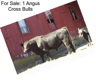 For Sale: 1 Angus Cross Bulls