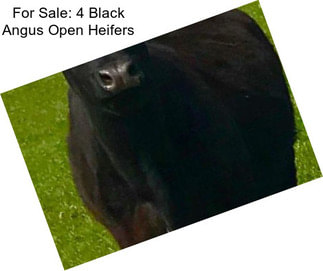 For Sale: 4 Black Angus Open Heifers