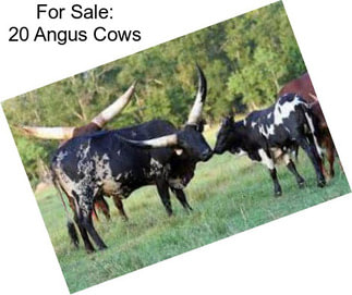 For Sale: 20 Angus Cows