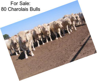 For Sale: 80 Charolais Bulls