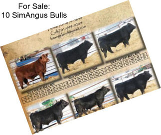For Sale: 10 SimAngus Bulls