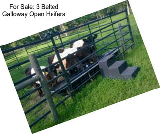 For Sale: 3 Belted Galloway Open Heifers
