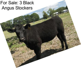 For Sale: 3 Black Angus Stockers