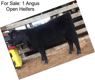 For Sale: 1 Angus Open Heifers