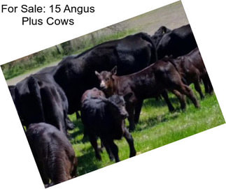 For Sale: 15 Angus Plus Cows