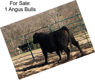 For Sale: 1 Angus Bulls