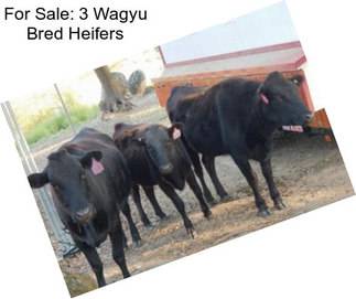 For Sale: 3 Wagyu Bred Heifers