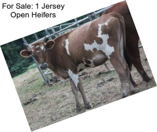 For Sale: 1 Jersey Open Heifers