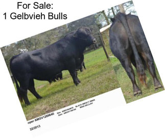 For Sale: 1 Gelbvieh Bulls