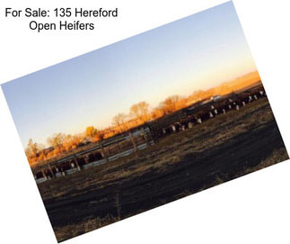 For Sale: 135 Hereford Open Heifers