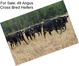 For Sale: 48 Angus Cross Bred Heifers