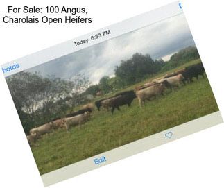 For Sale: 100 Angus, Charolais Open Heifers