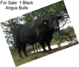 For Sale: 1 Black Angus Bulls