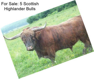 For Sale: 5 Scottish Highlander Bulls