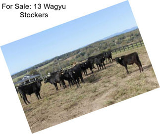 For Sale: 13 Wagyu Stockers